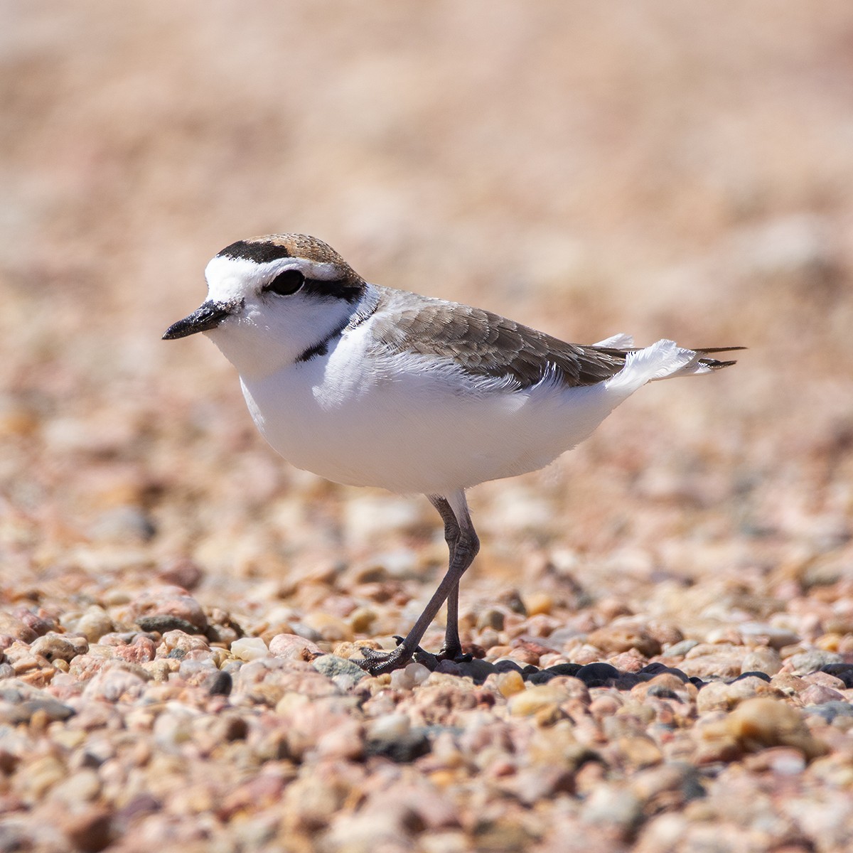 Snowy Plover - Brian Peterson