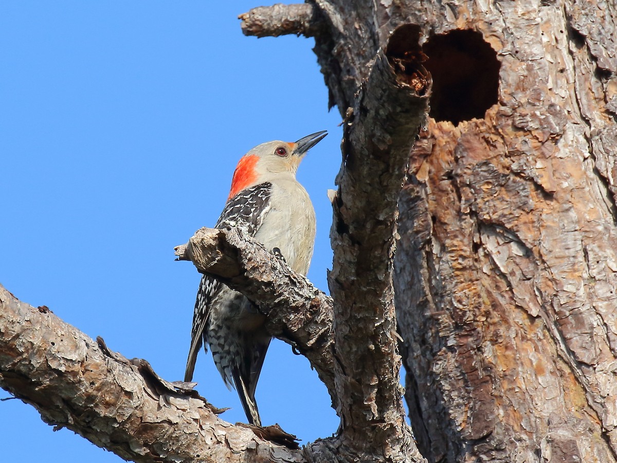 Red-bellied Woodpecker - ML618530184