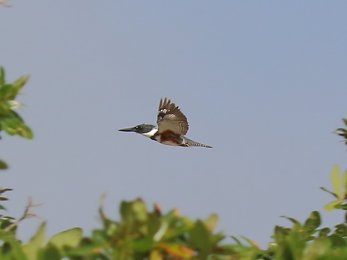 Belted Kingfisher - ML618530219