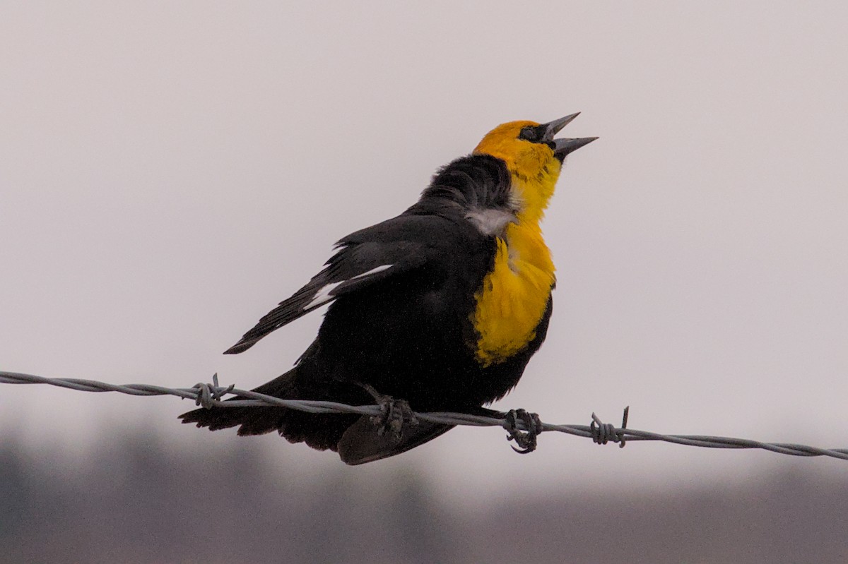 Yellow-headed Blackbird - ML618530221