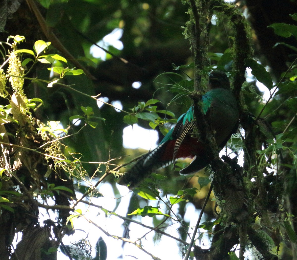 Quetzal Guatemalteco - ML618530224