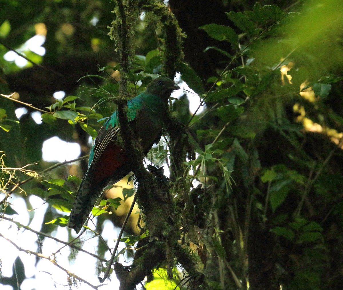 Quetzal Guatemalteco - ML618530225