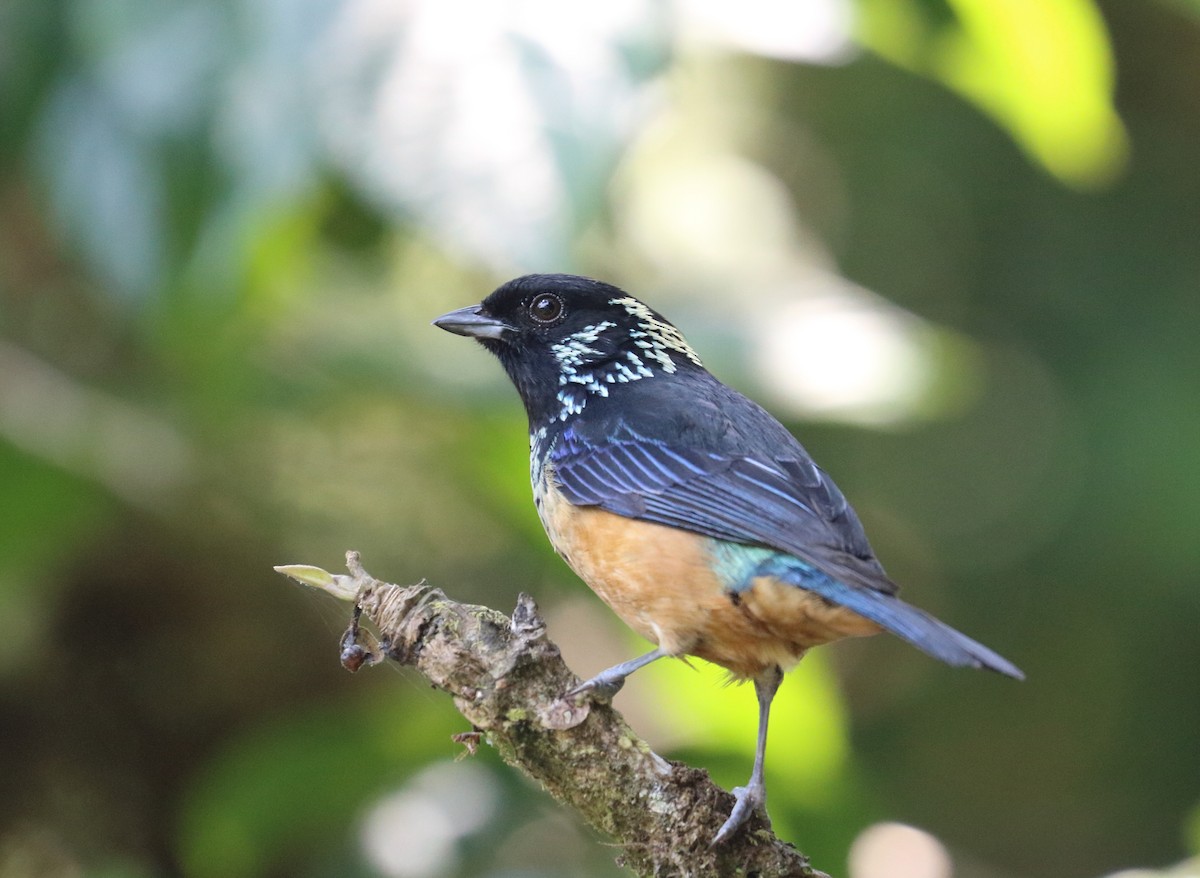 Spangle-cheeked Tanager - ML618530254