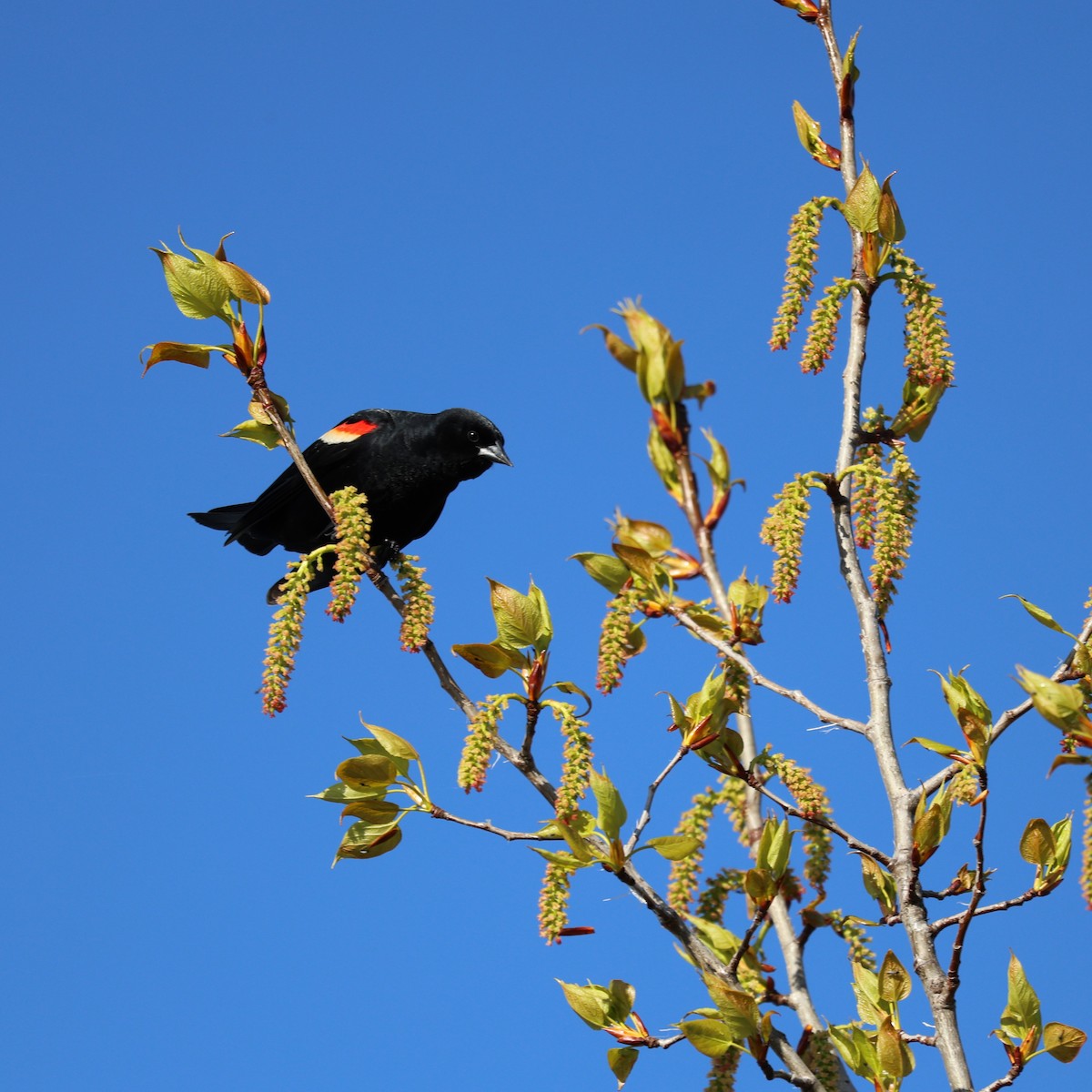 Red-winged Blackbird - ML618530256