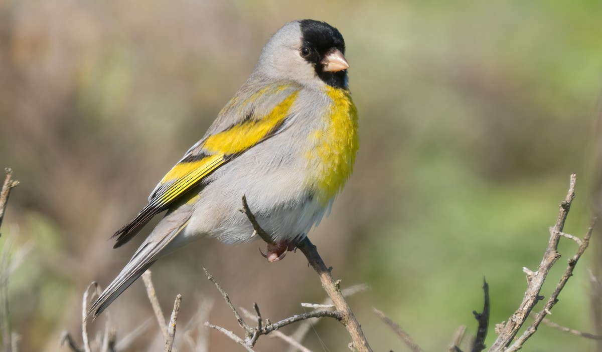 Lawrence's Goldfinch - ML618530290