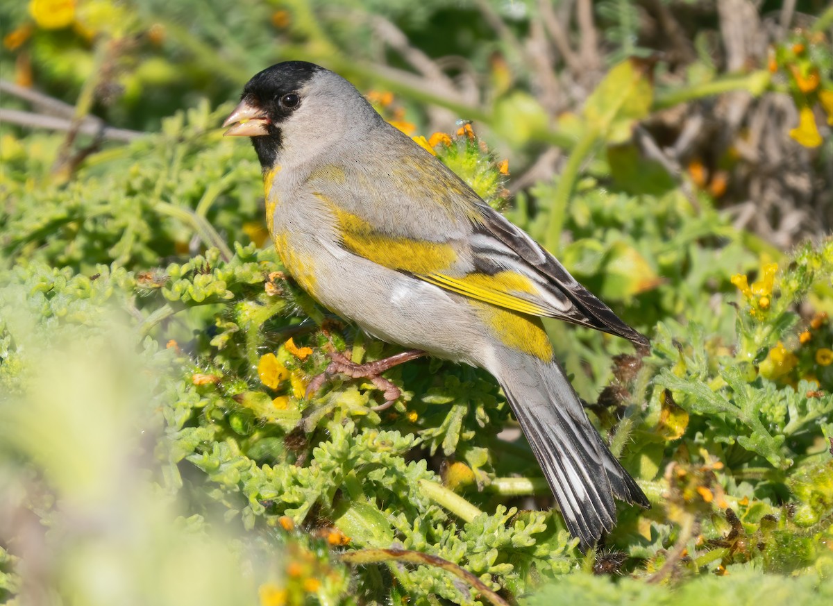 Lawrence's Goldfinch - ML618530291