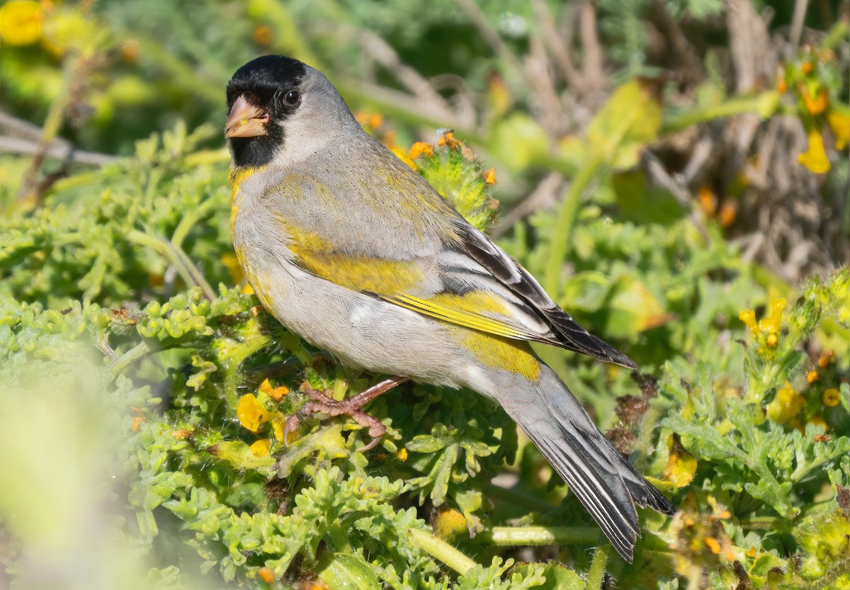 Lawrence's Goldfinch - ML618530292