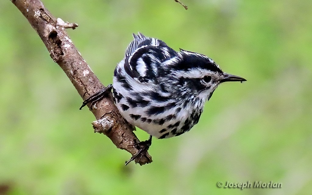 Black-and-white Warbler - ML618530333