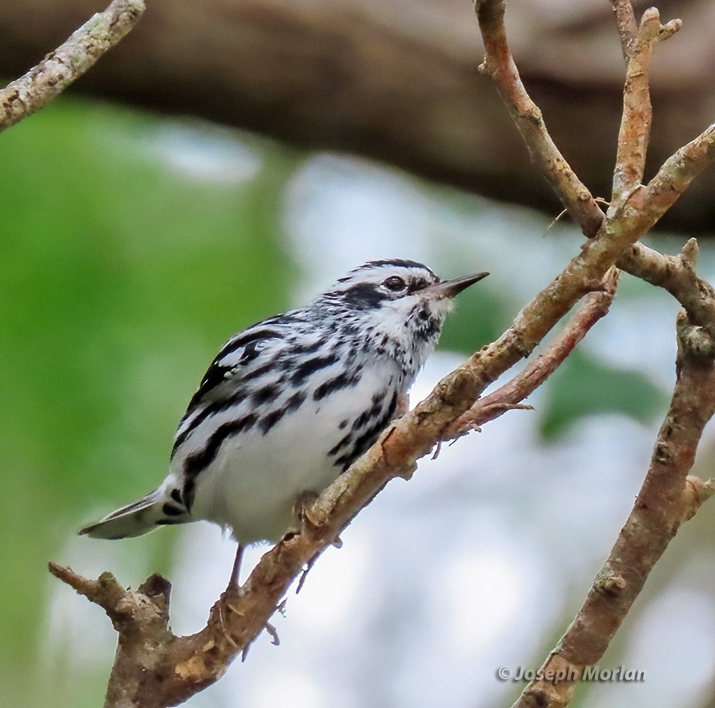 Black-and-white Warbler - ML618530334