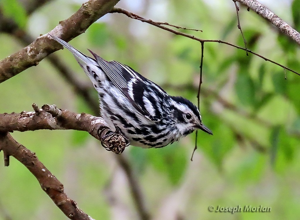 Black-and-white Warbler - ML618530335