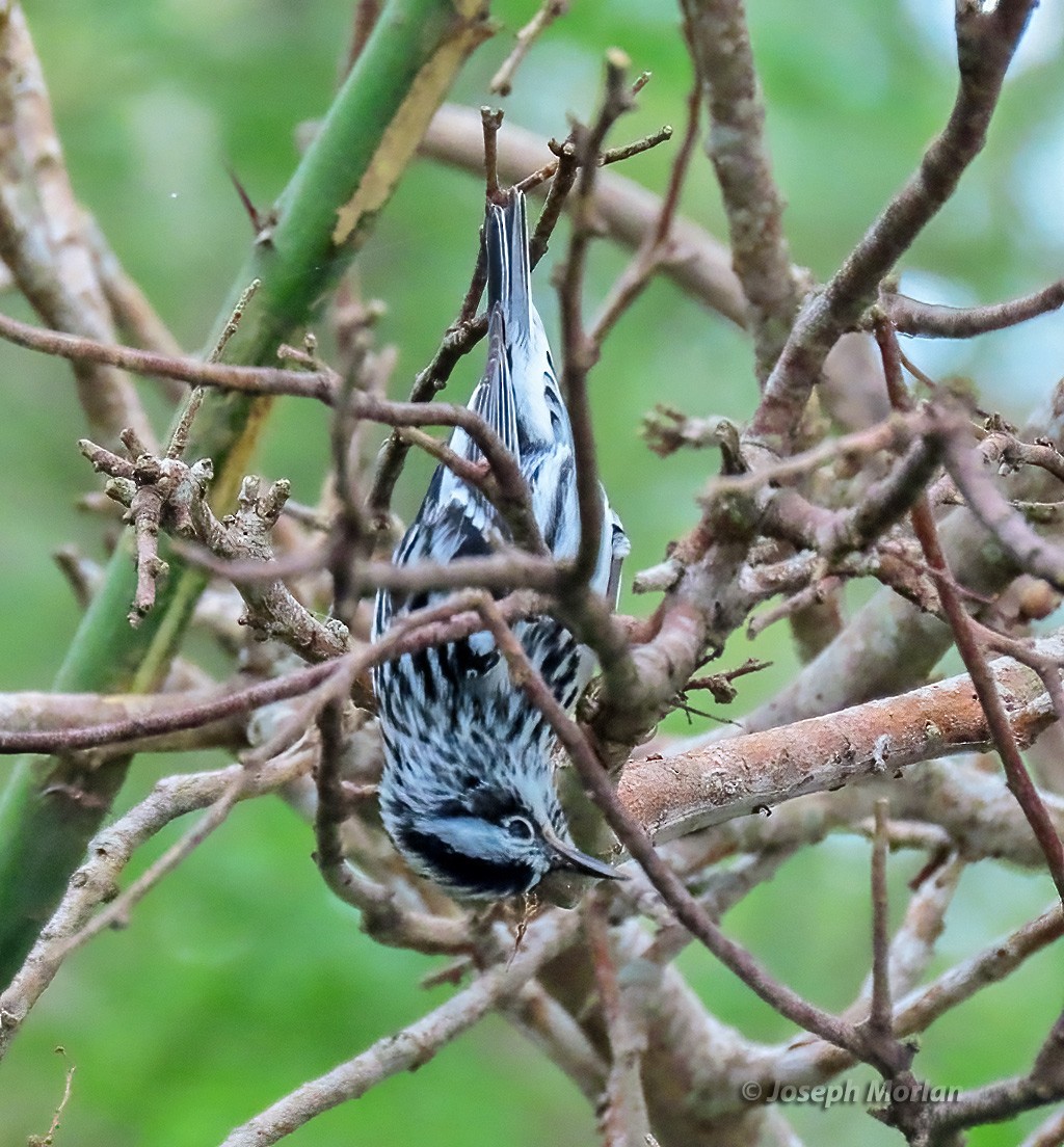 Black-and-white Warbler - ML618530336