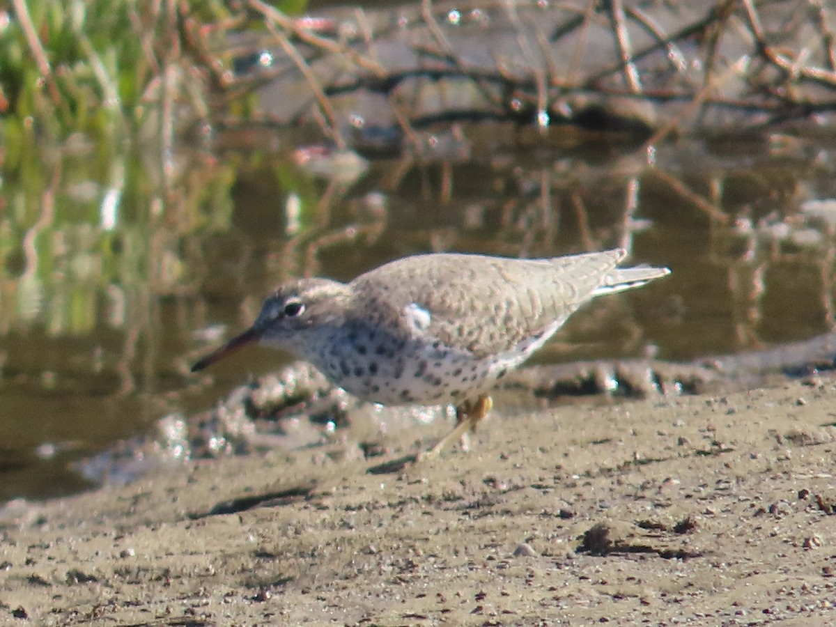 Spotted Sandpiper - Kathy Dale