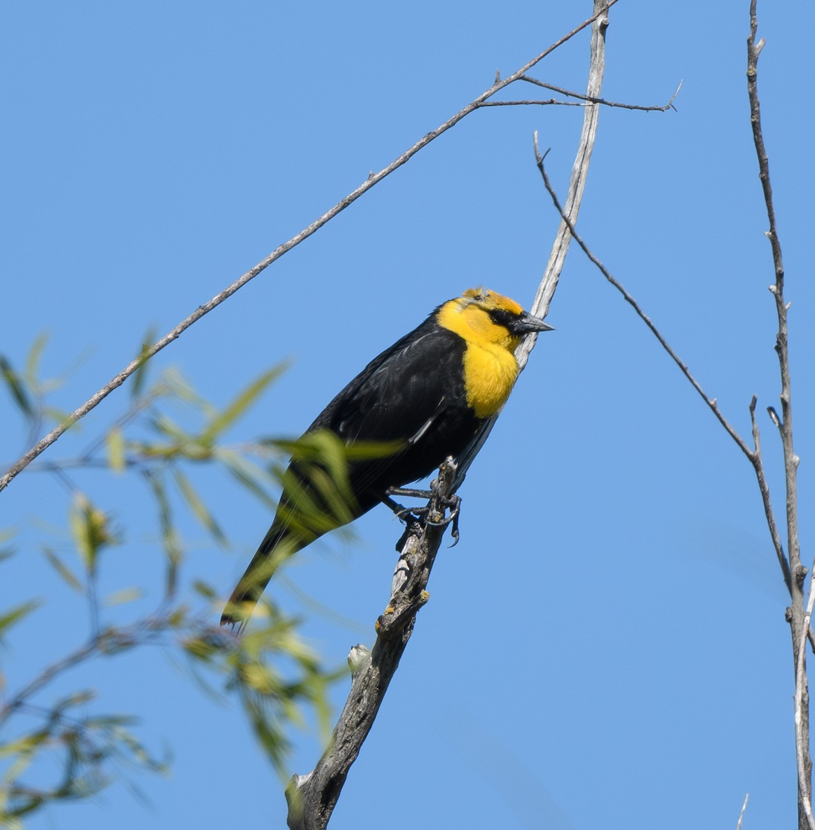 Yellow-headed Blackbird - ML618530366