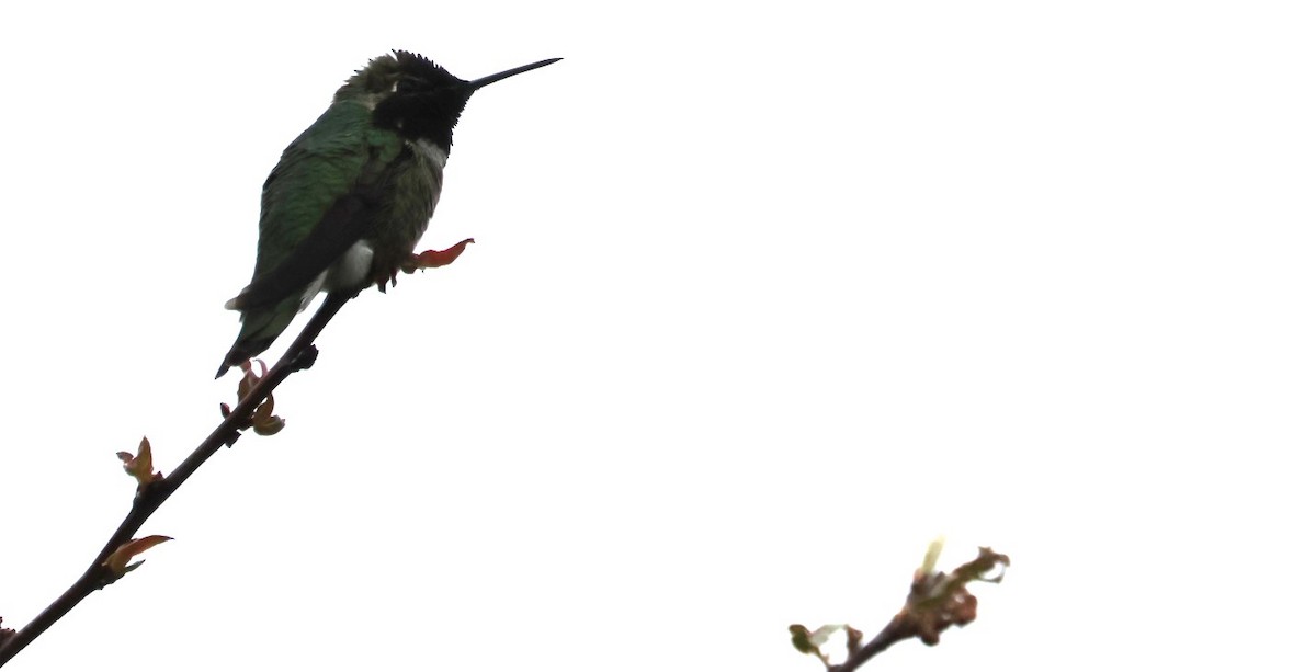 Anna's Hummingbird - ML618530367