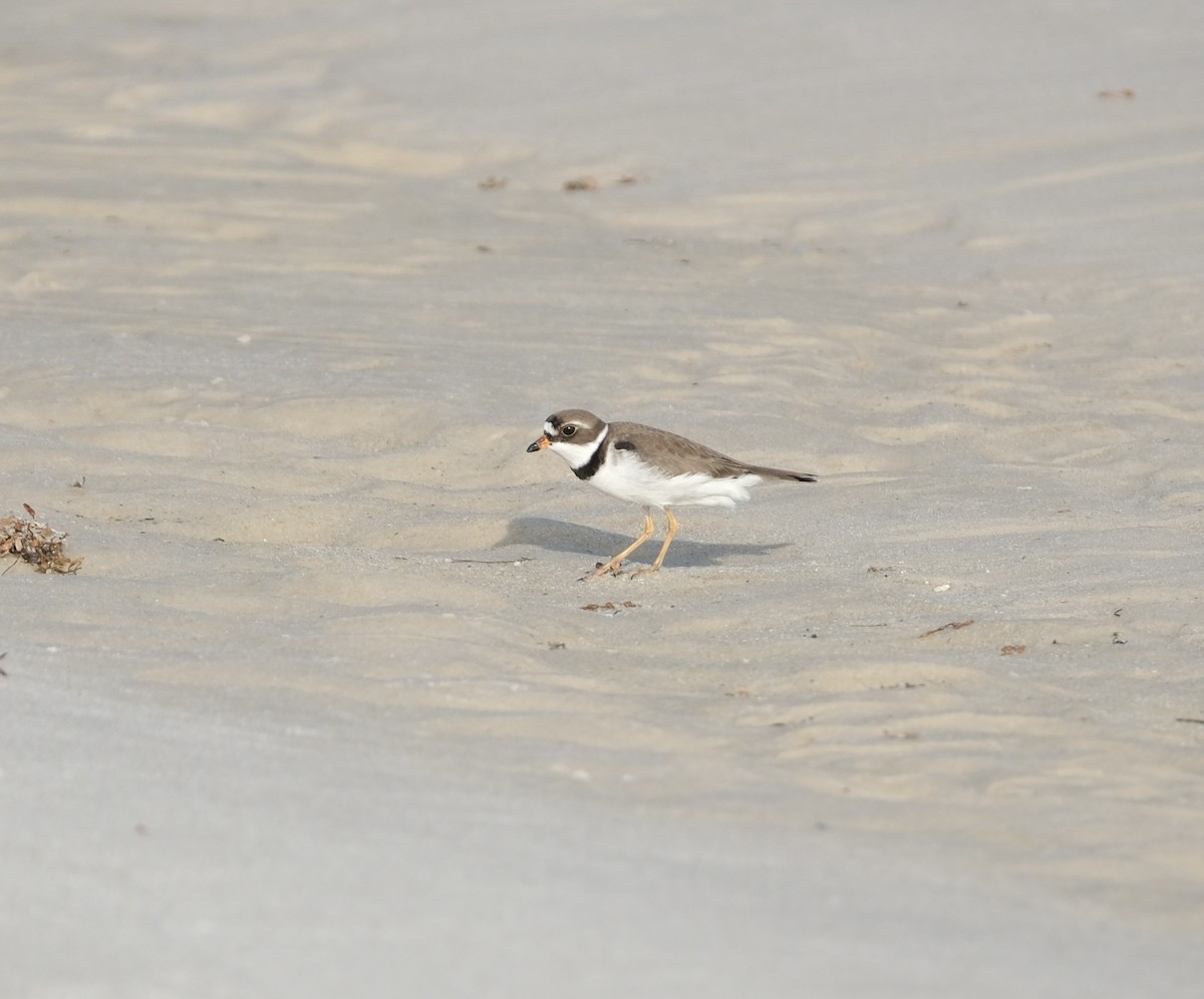 Semipalmated Plover - ML618530375