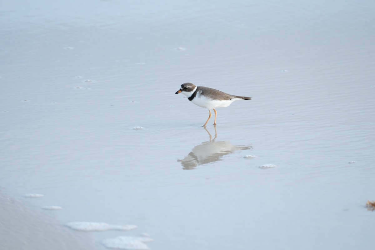 Semipalmated Plover - ML618530379