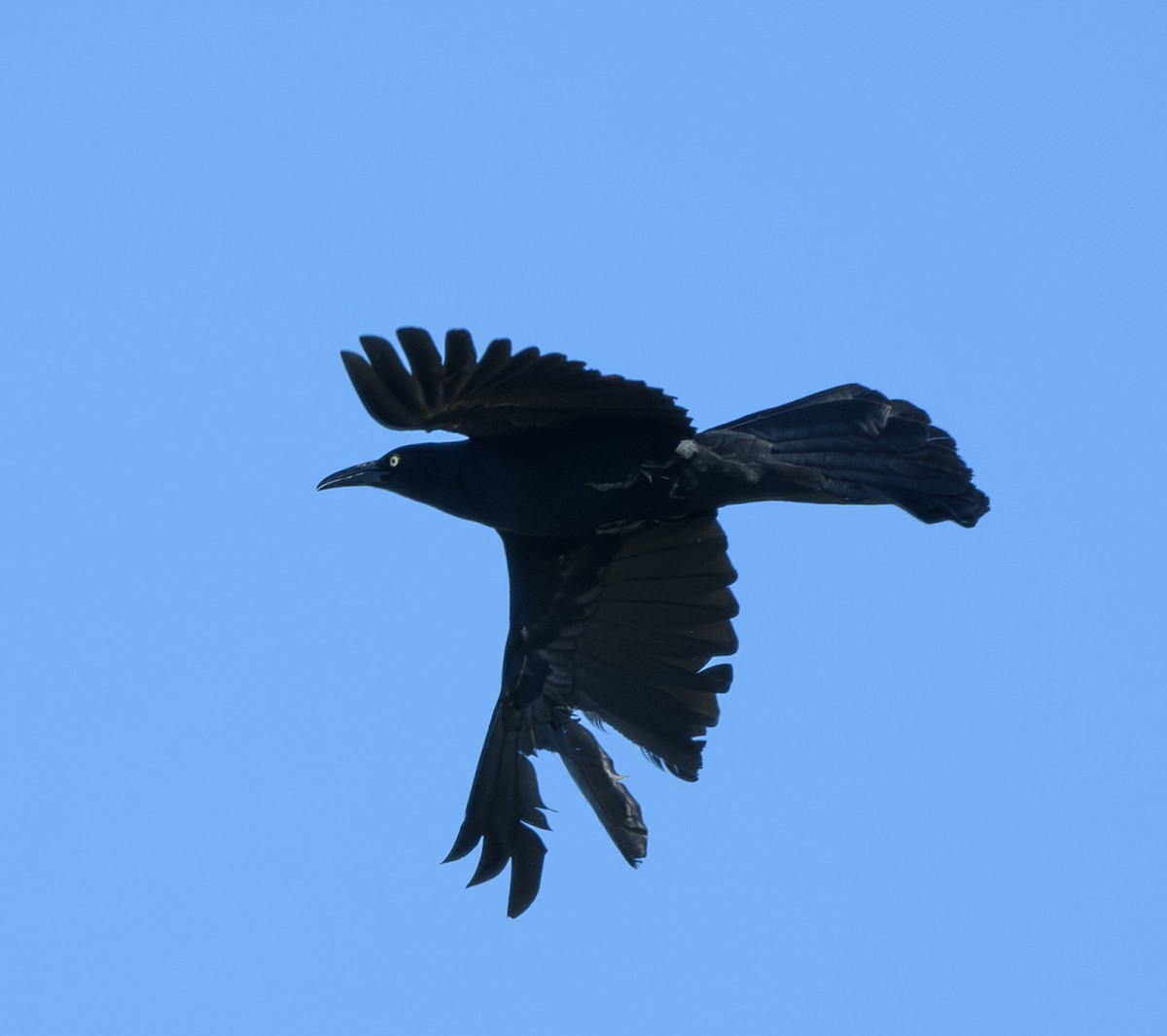 Great-tailed Grackle - ML618530381