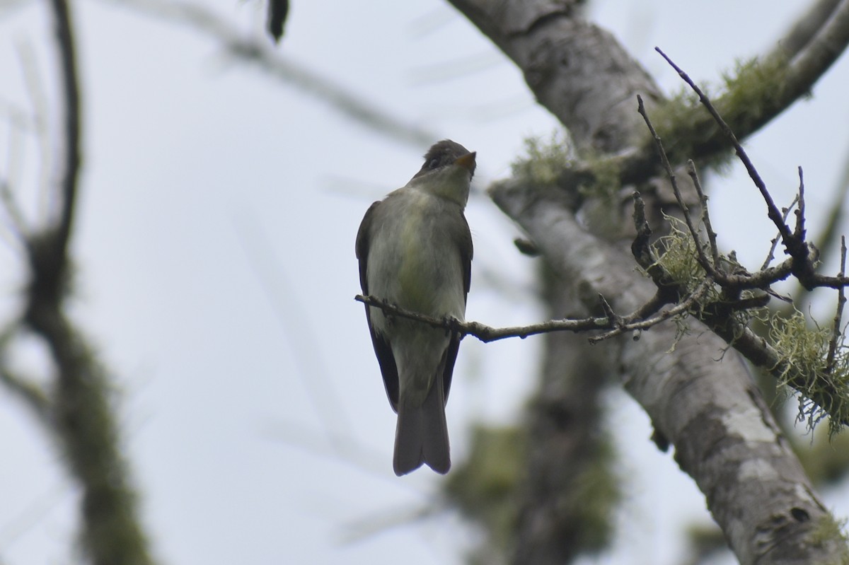 Eastern Wood-Pewee - Claire H