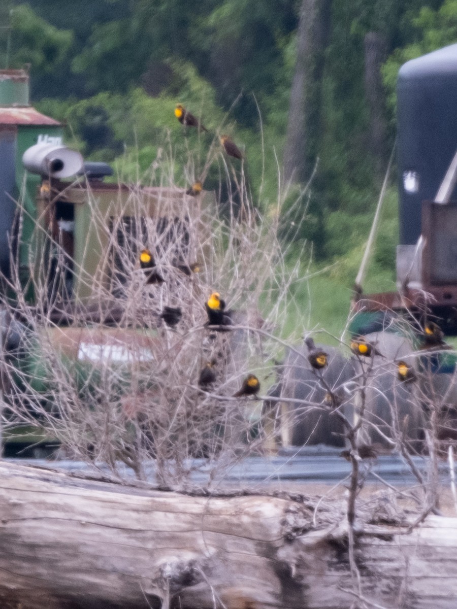 Yellow-headed Blackbird - ML618530420