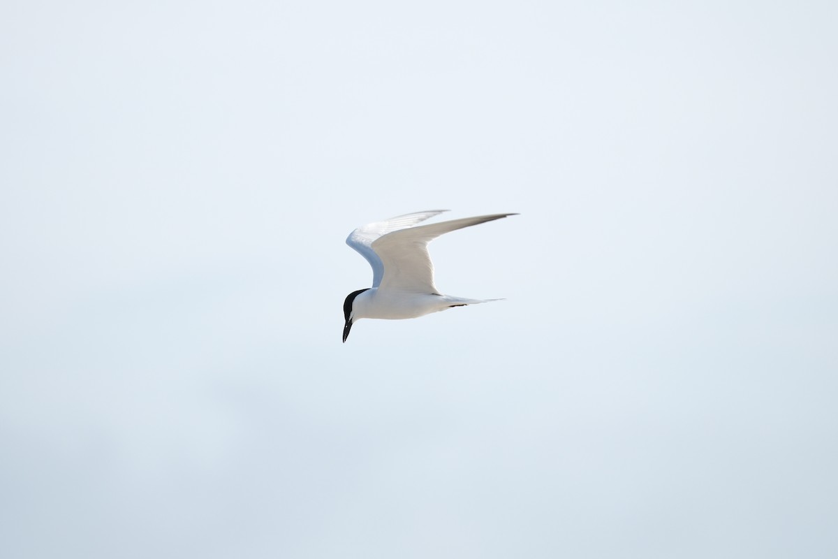 Gull-billed Tern - ML618530438