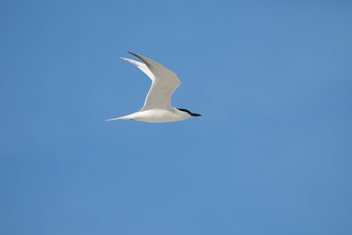 Gull-billed Tern - Todd DeVore