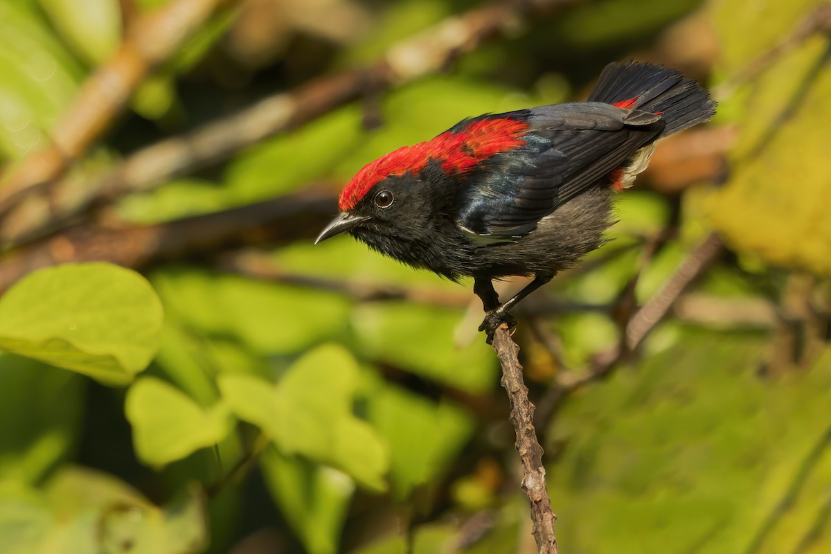 Scarlet-backed Flowerpecker - ML618530449
