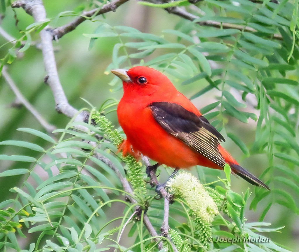 Scarlet Tanager - ML618530470