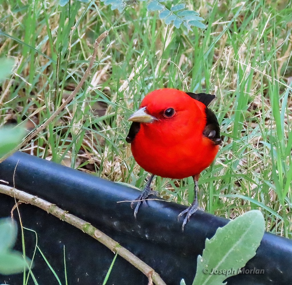 Scarlet Tanager - ML618530471