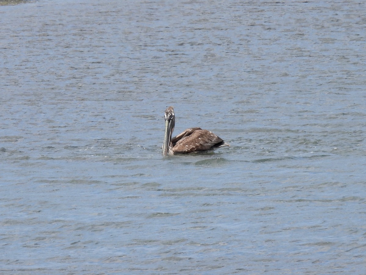 pelikán hnědý - ML618530494