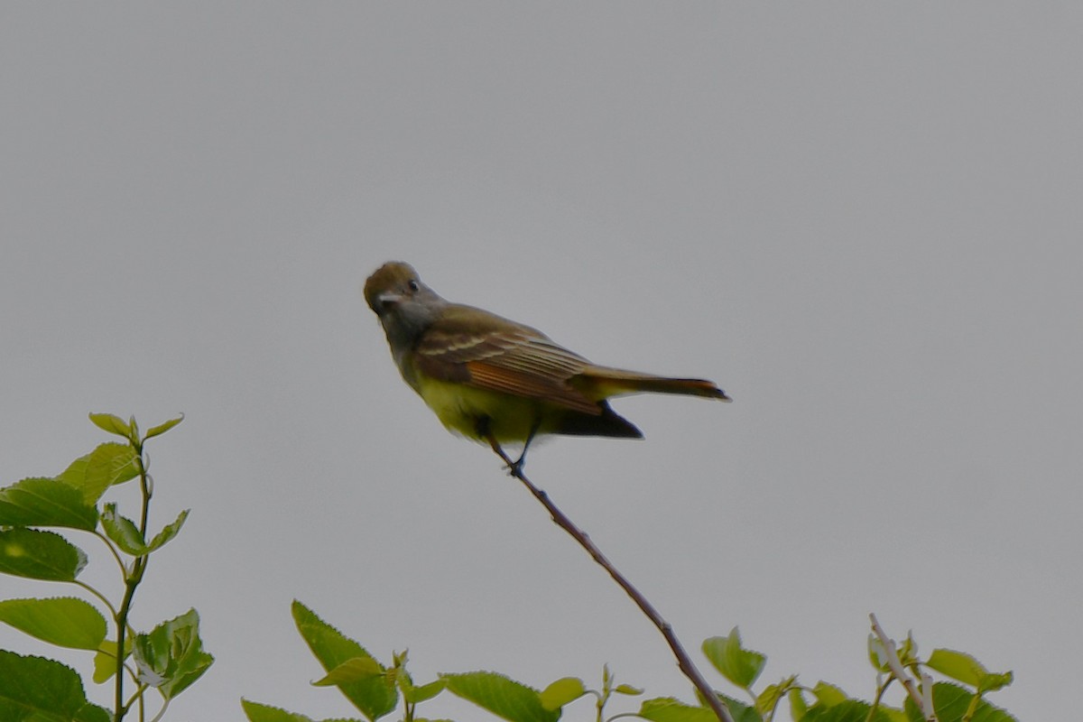 Great Crested Flycatcher - ML618530540