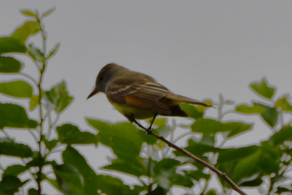 Great Crested Flycatcher - ML618530542
