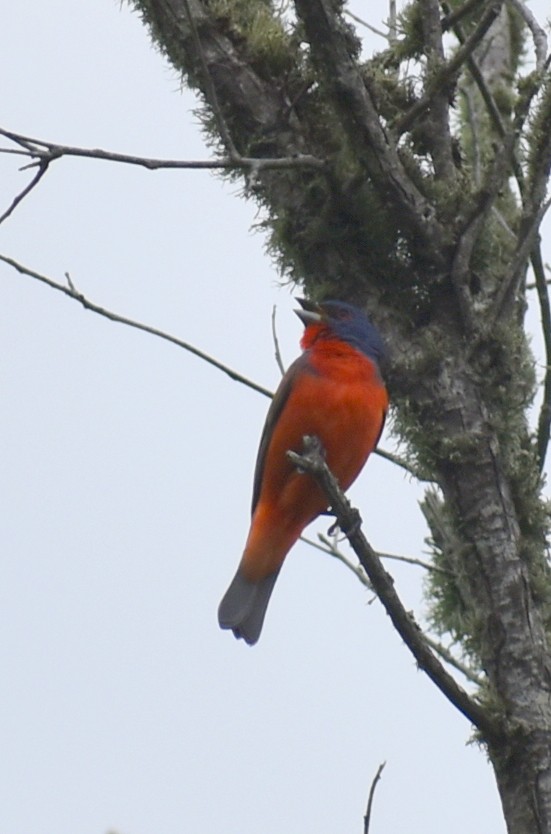 Painted Bunting - ML618530543