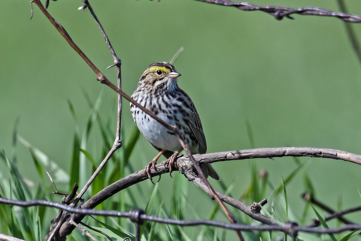 Savannah Sparrow - Dawn Gunderson