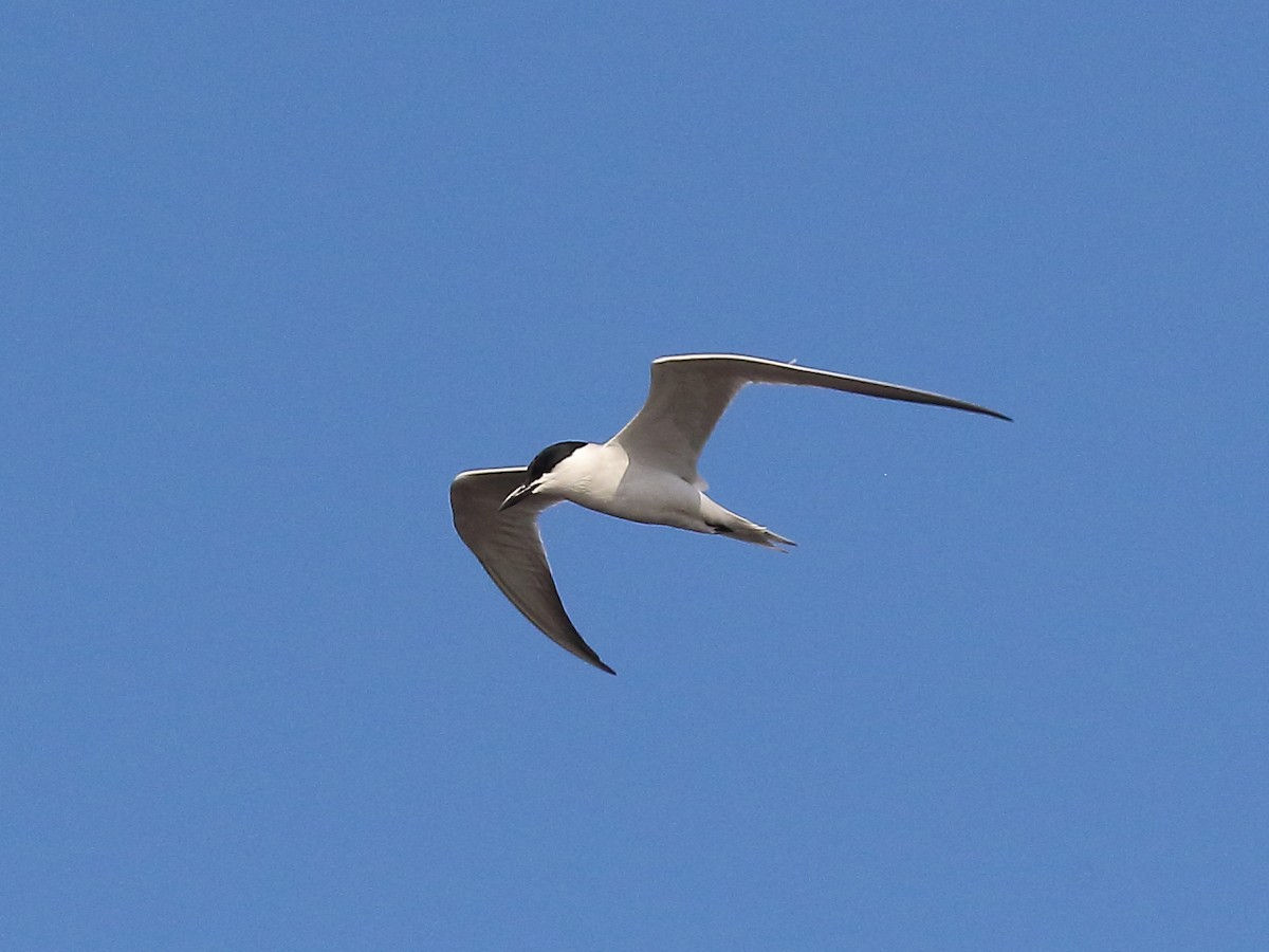 Gull-billed Tern - ML618530550