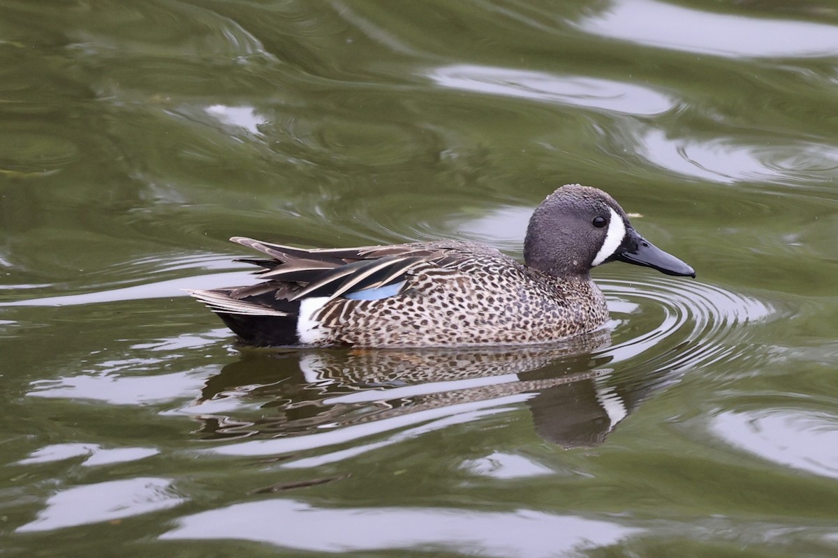Blue-winged Teal - ML618530585