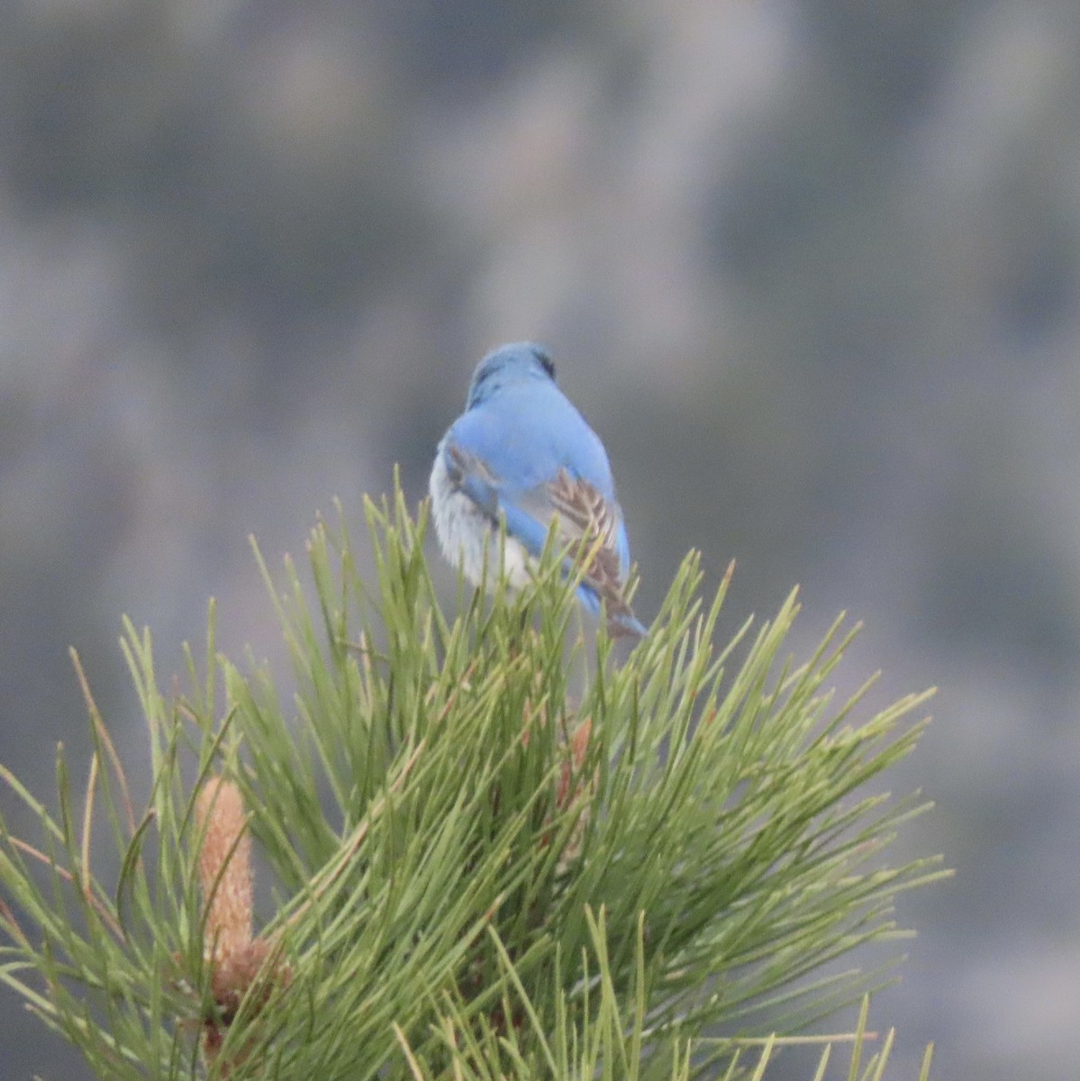 Mountain Bluebird - ML618530590