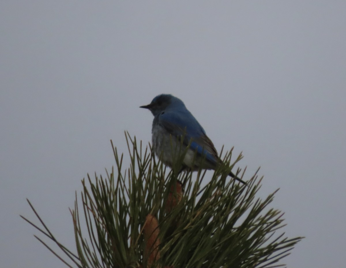 Mountain Bluebird - ML618530609