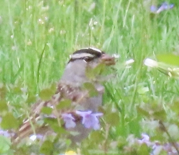 White-crowned Sparrow - ML618530631