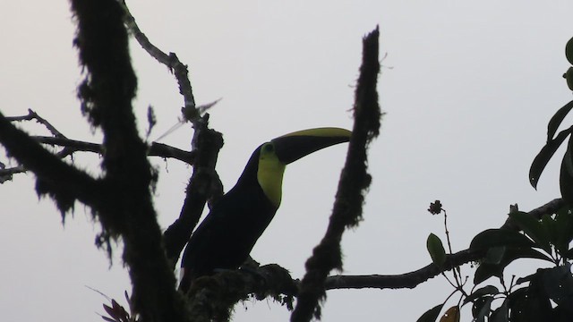 Yellow-throated Toucan (Chestnut-mandibled) - ML618530637