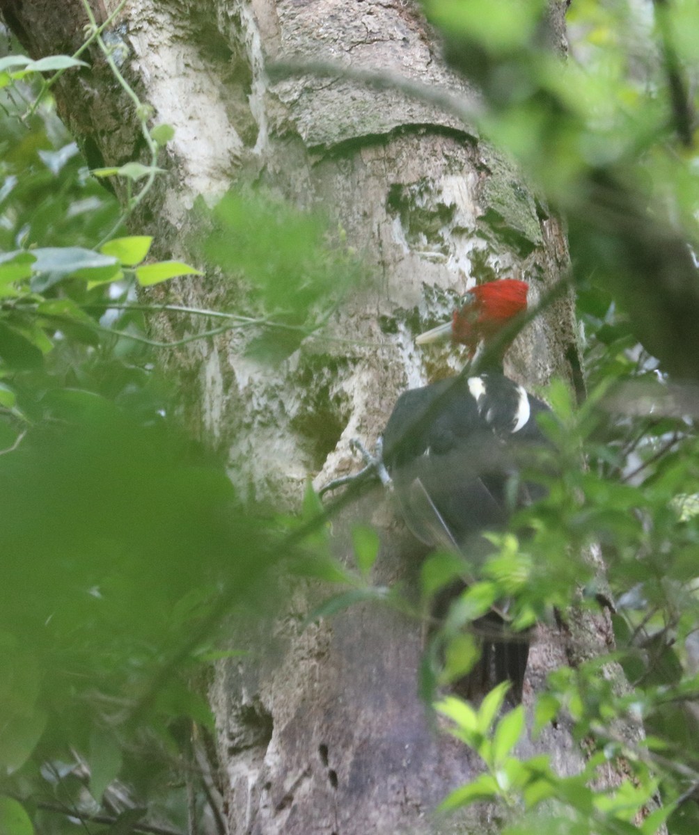 Pale-billed Woodpecker - ML618530649