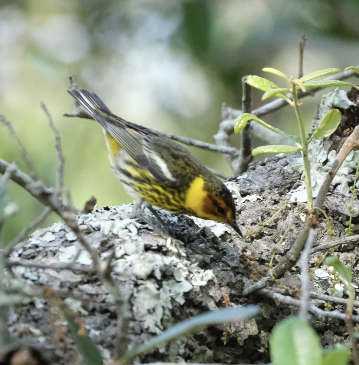 Cape May Warbler - ML618530652