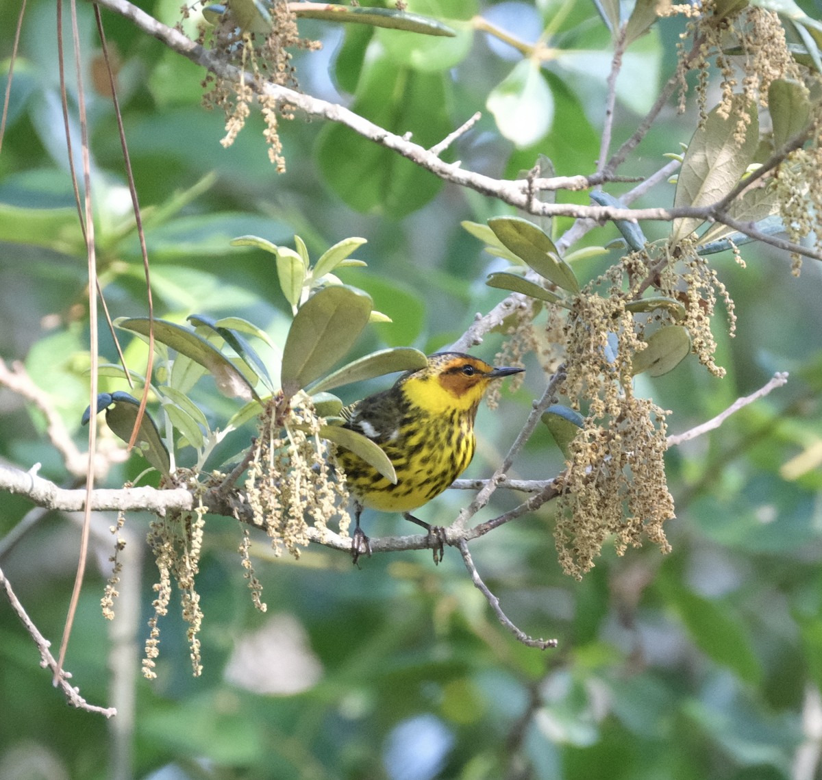 Cape May Warbler - ML618530653