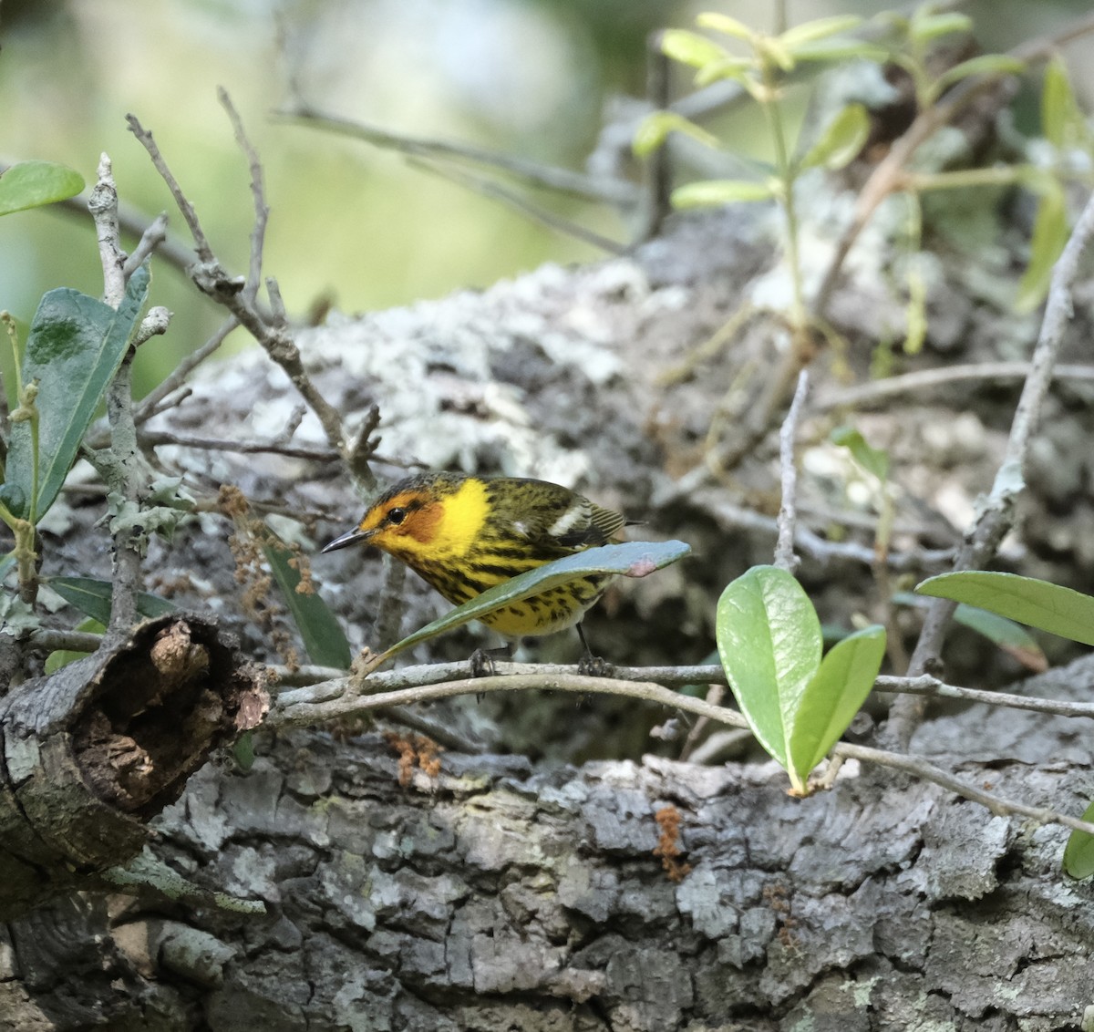 Cape May Warbler - ML618530654