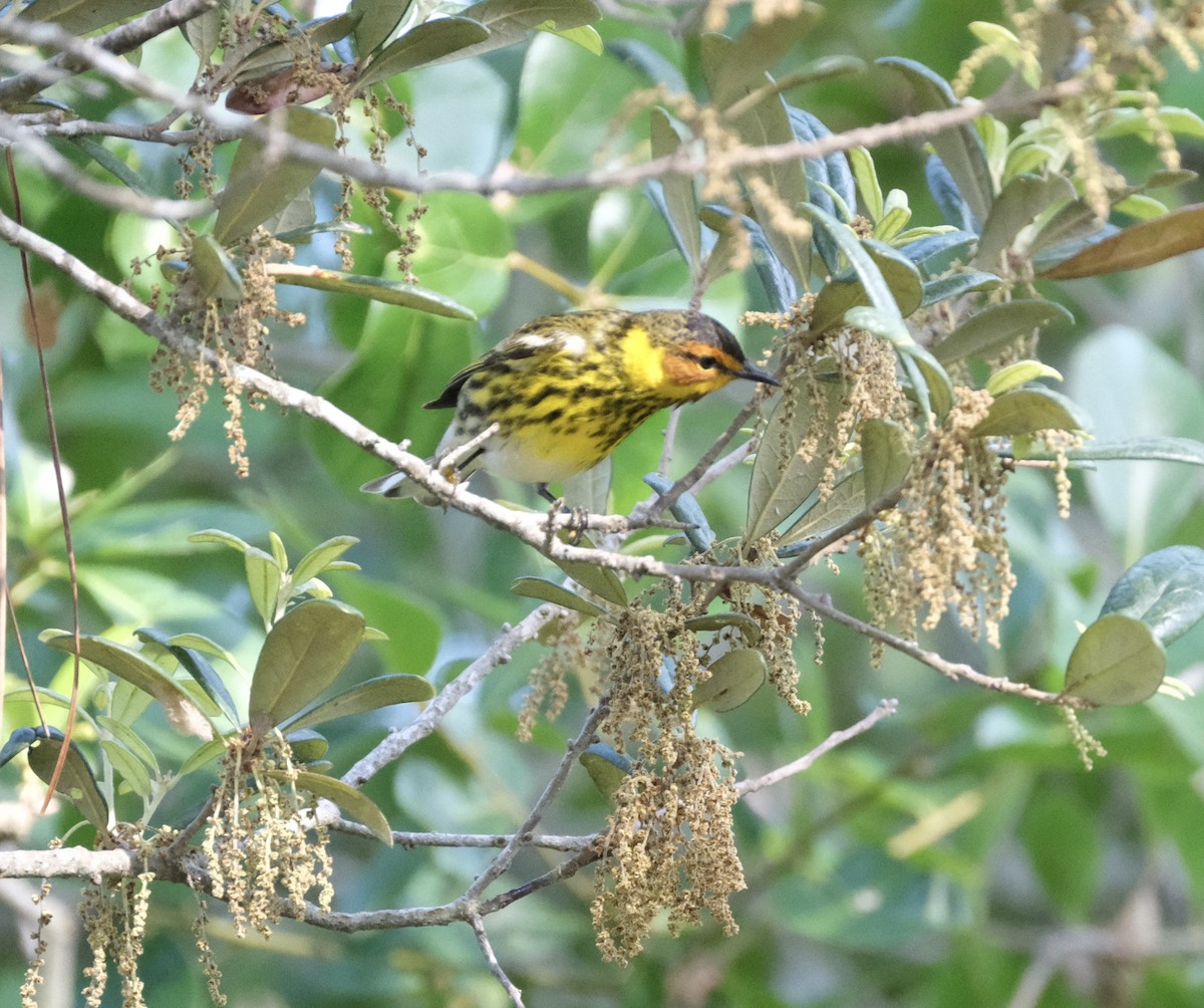 Cape May Warbler - ML618530655