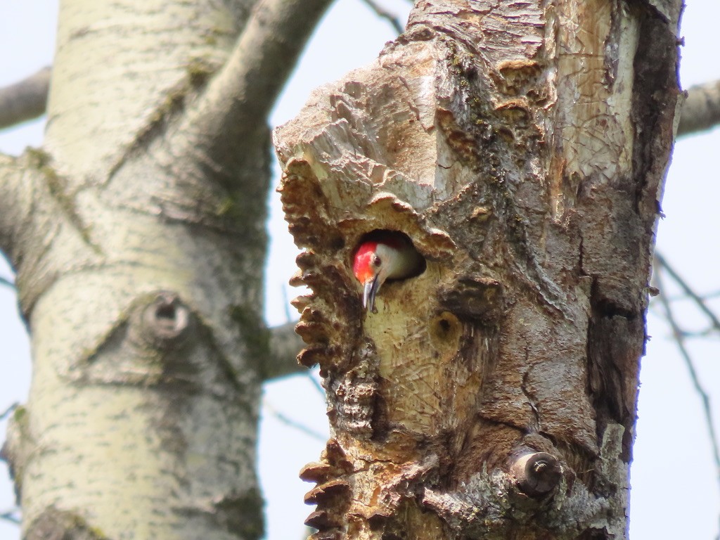 Red-bellied Woodpecker - ML618530658
