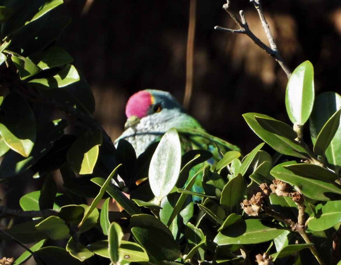 Rose-crowned Fruit-Dove - ML618530669