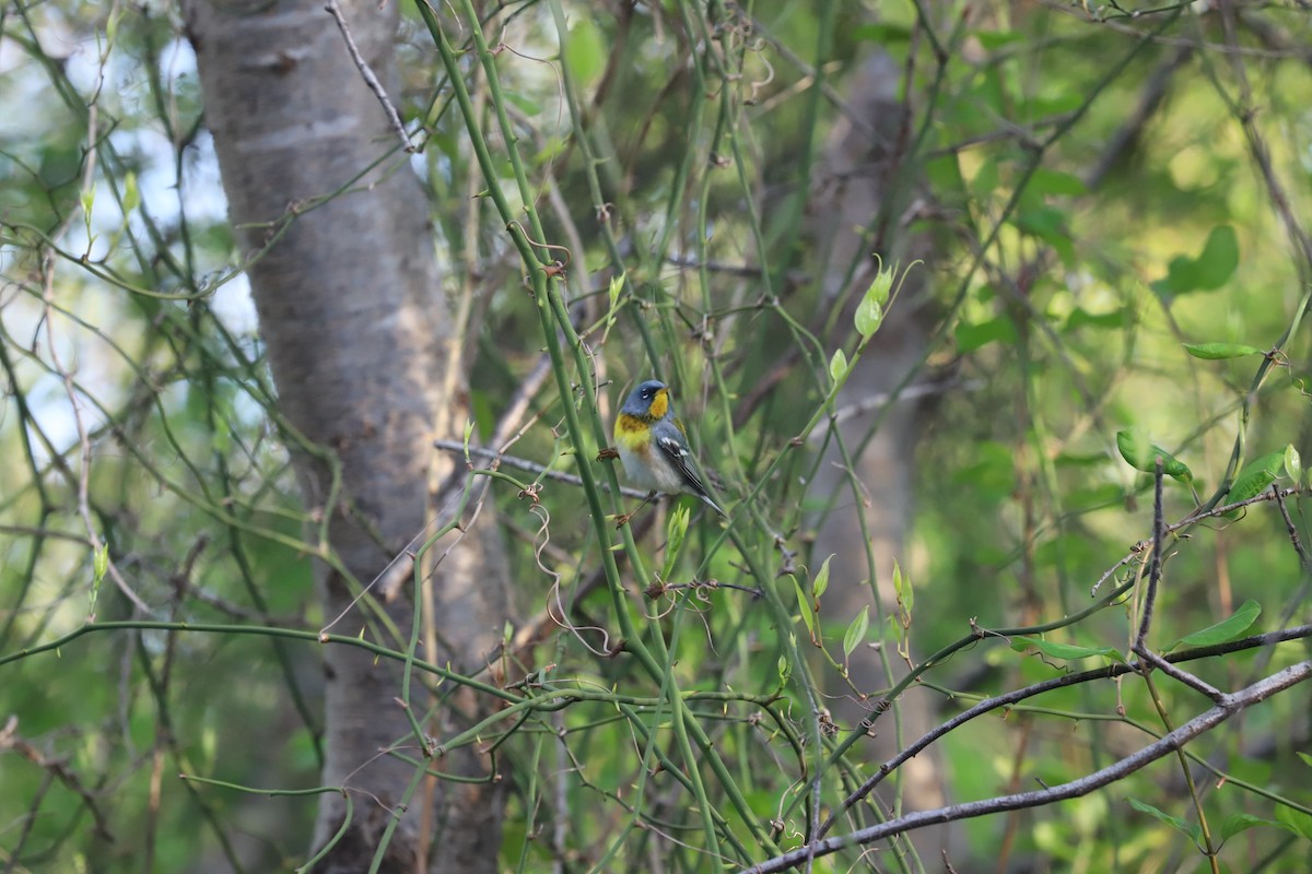 Northern Parula - T Remy