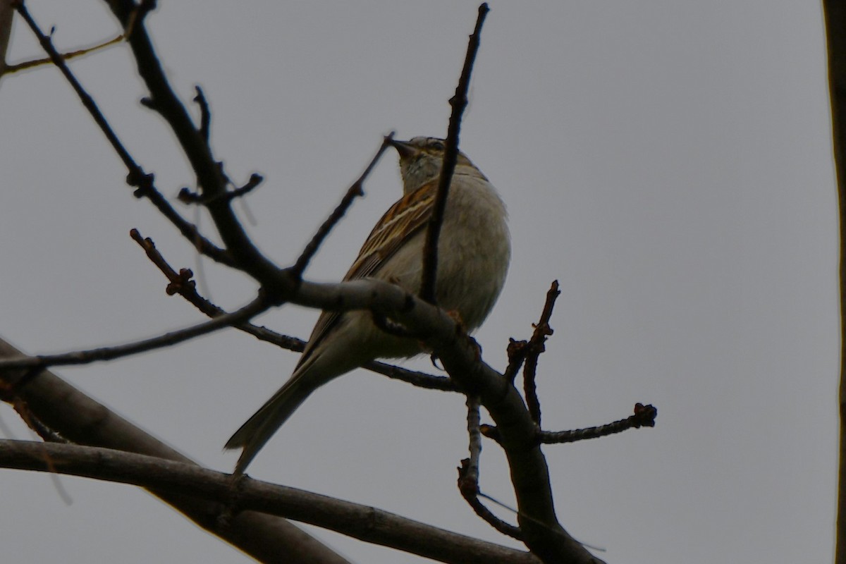 Chipping Sparrow - ML618530741