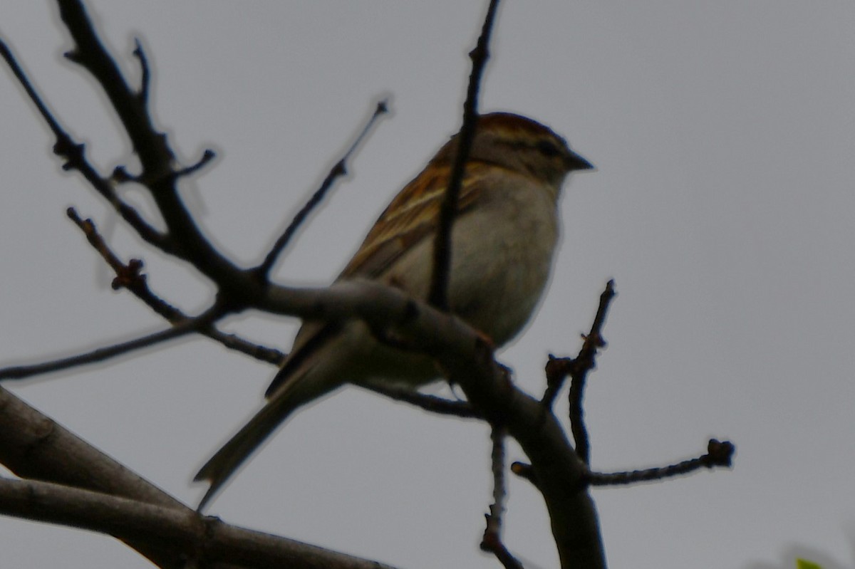 Chipping Sparrow - ML618530743