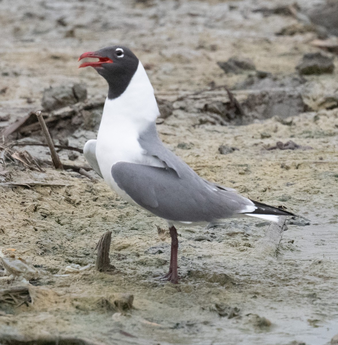 Laughing Gull - Angie W